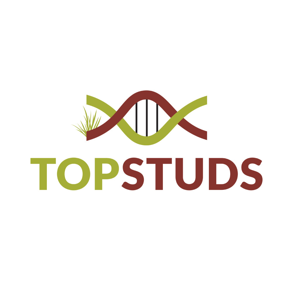 Top Studs 2024 - Full Report - Digital Download